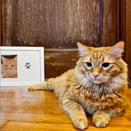 Tampon à Encre Noir avec Empreinte de Patte d’Animal pour Chiens et Chats