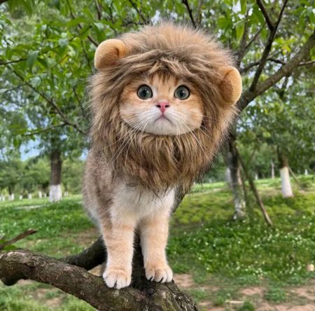 Chapeau de lion pour animaux de compagnie pour chats et petits chiens