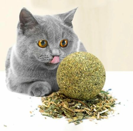 Jouet de balle Catnip  à coller au mur pour chat