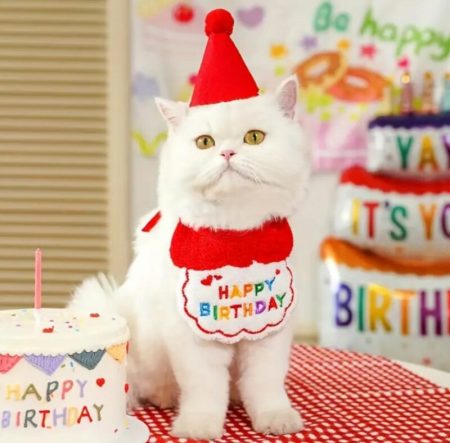 Ensemble D’écharpe Et De Chapeau D’anniversaire Pour chat et petit chien