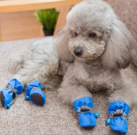 Bottes Imperméables pour Chiens de Petite à Moyenne Taille