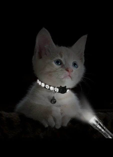 Colliers Réfléchissants pour Chats avec Clochette & Empreinte de Patte