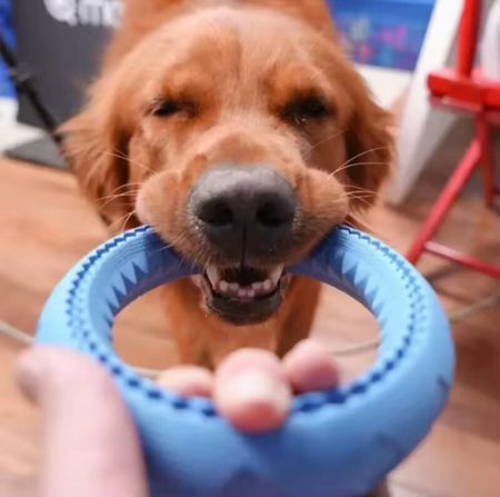Jouet Anneau Interactif en Mousse TPR pour Chiens