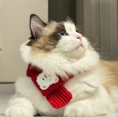 Écharpe pour animaux de compagnie