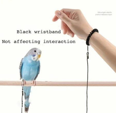 Laisse d’Entraînement Colorée pour oiseaux